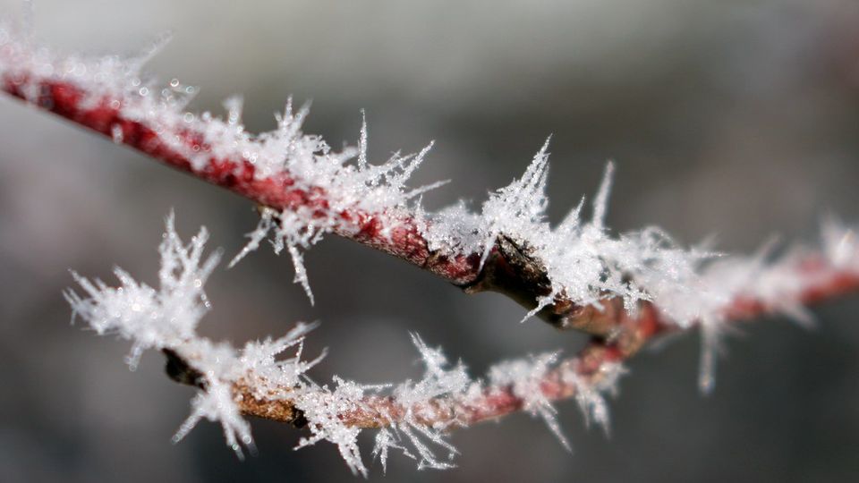 Branch covered in spiky frost crystals