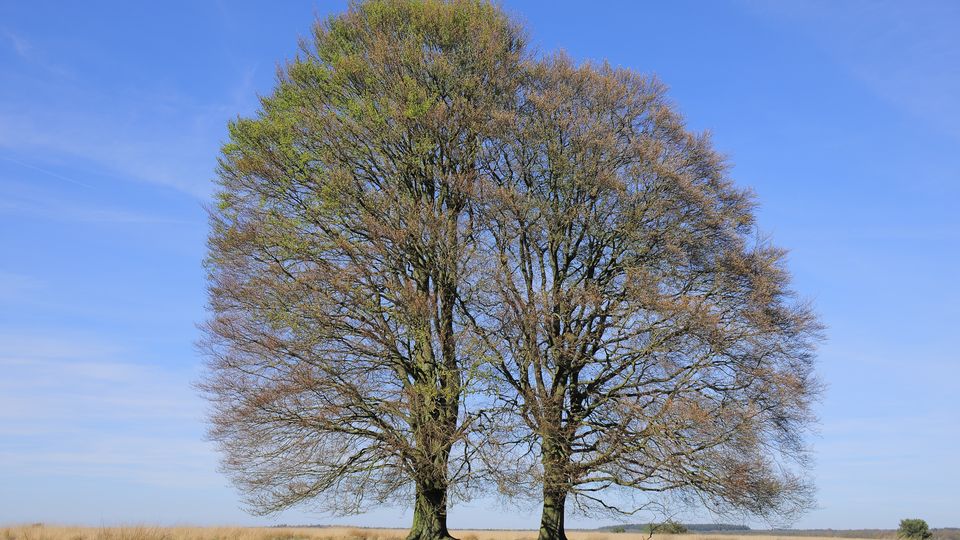 Two large bare trees standing alone in a flat field