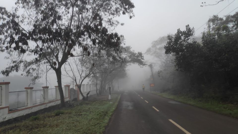 Road disappearing into thick fog between trees