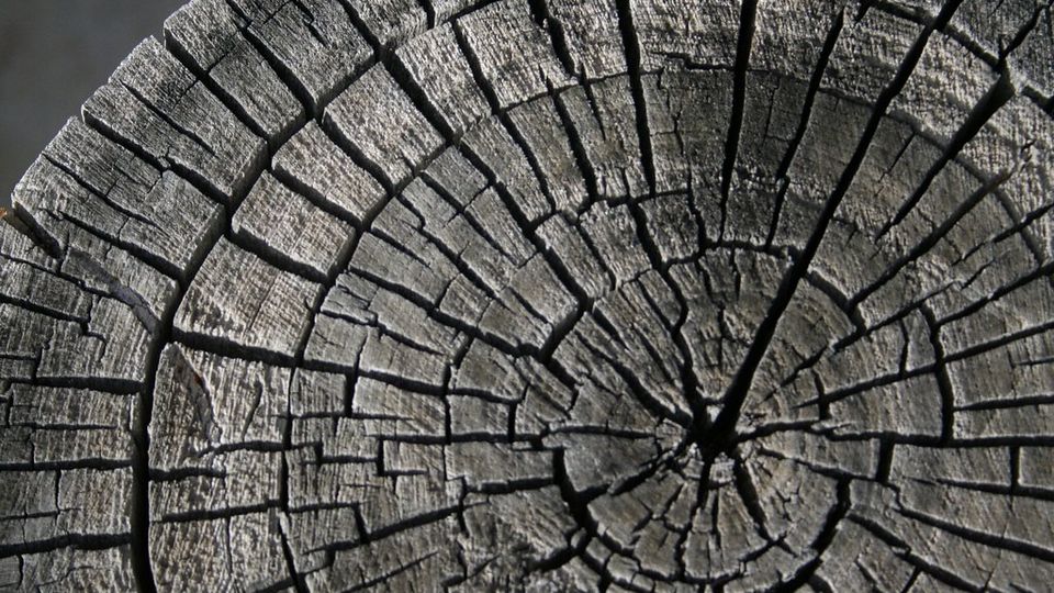 Black-and-white close-up of growth rings on a cut tree trunk