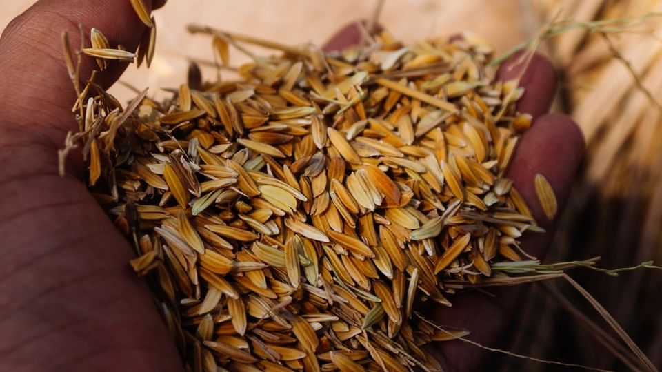 Hand holding a pile of grain seeds