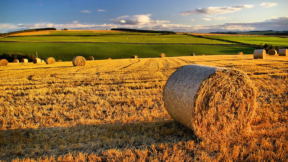Golden harvested field with a round hay bale